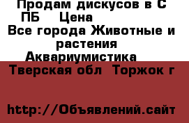 Продам дискусов в С-ПБ. › Цена ­ 3500-4500 - Все города Животные и растения » Аквариумистика   . Тверская обл.,Торжок г.